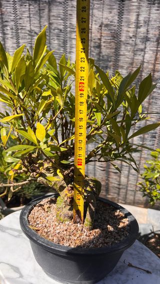 PRE BONSAI GARDENIA JAZMINOIDE