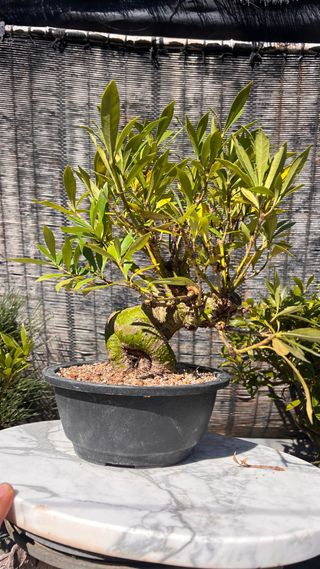 PRE BONSAI GARDENIA JAZMINOIDE