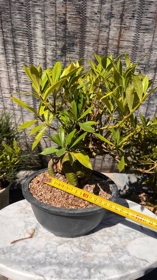 PRE BONSAI GARDENIA JAZMINOIDE