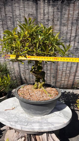 PRE BONSAI GARDENIA JAZMINOIDE