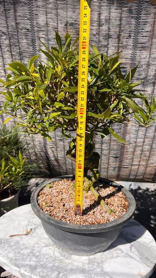 PRE BONSAI GARDENIA JAZMINOIDE