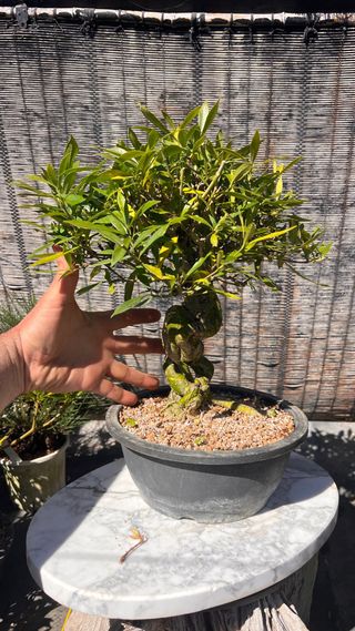 PRE BONSAI GARDENIA JAZMINOIDE