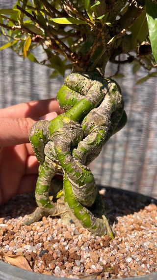 PRE BONSAI GARDENIA JAZMINOIDE