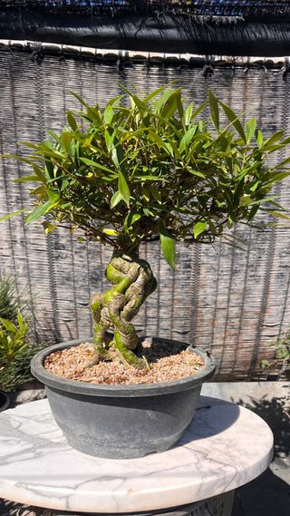 PRE BONSAI GARDENIA JAZMINOIDE