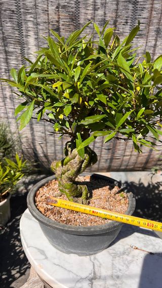 PRE BONSAI GARDENIA JAZMINOIDE