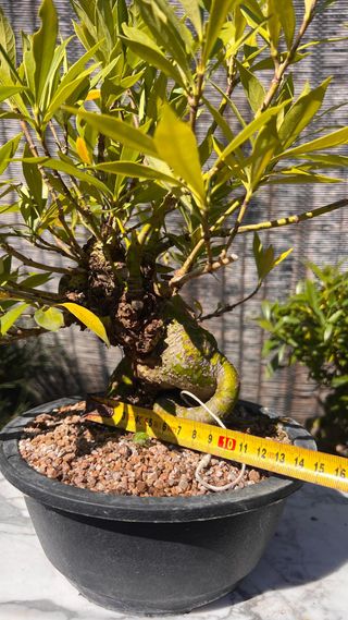 PRE BONSAI GARDENIA JAZMINOIDE