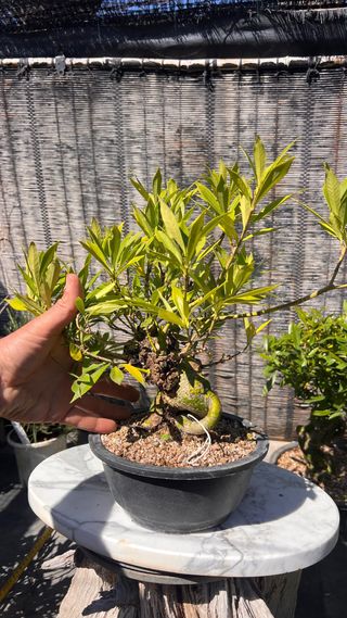 PRE BONSAI GARDENIA JAZMINOIDE