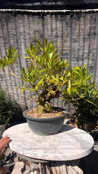 PRE BONSAI GARDENIA JAZMINOIDE