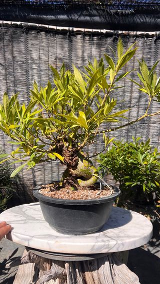 PRE BONSAI GARDENIA JAZMINOIDE