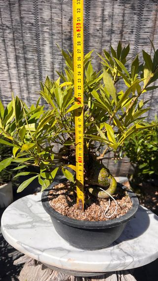 PRE BONSAI GARDENIA JAZMINOIDE