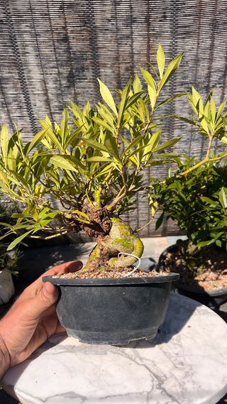 PRE BONSAI GARDENIA JAZMINOIDE