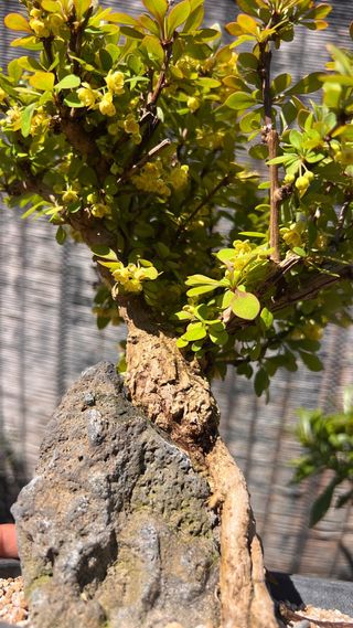 BONSAI BERBERIS COREANO