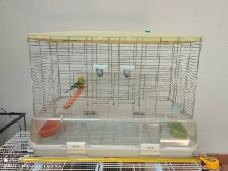 Jaula Visión L 11 Beige/Transparente