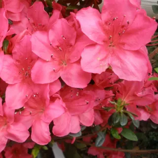 Planta Azalea Rosa (Azalea japonica arabesk)