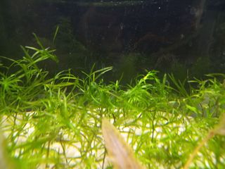 14 Plantas Acuario Naturales - 3 Tipos