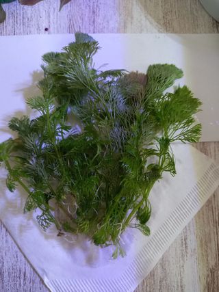 14 Plantas Acuario Naturales - 3 Tipos