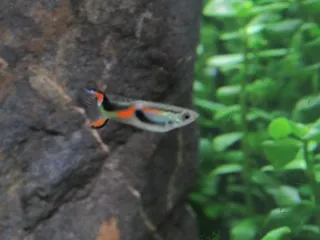 14 Plantas Acuario Naturales - 3 Tipos