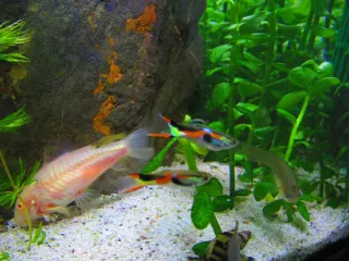 14 Plantas Acuario Naturales - 3 Tipos