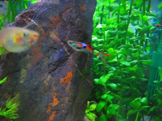 14 Plantas Acuario Naturales - 3 Tipos