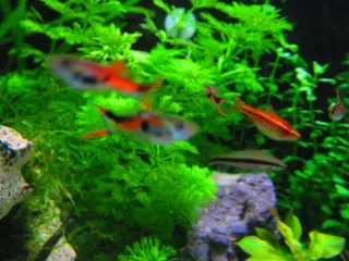 14 Plantas Acuario Naturales - 3 Tipos