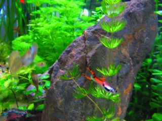 14 Plantas Acuario Naturales - 3 Tipos