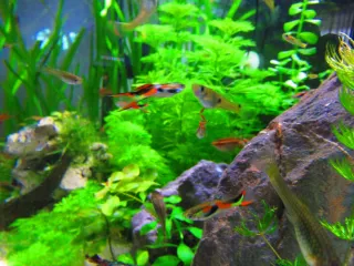 14 Plantas Acuario Naturales - 3 Tipos