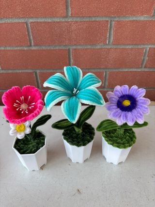 Piantina decorativa ciliegio