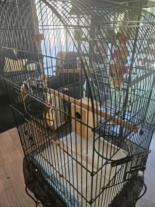 Jaula para loro grande