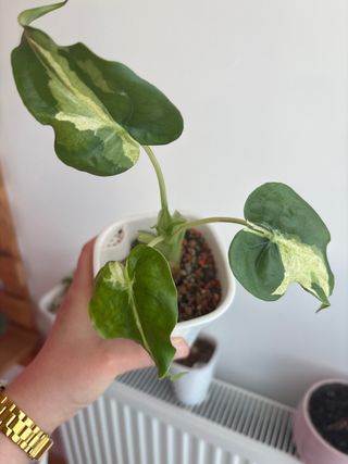 Alocasia Cucullata variegata