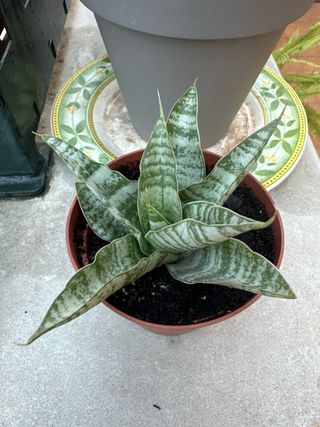 Sansevieria 'Tough Lady'