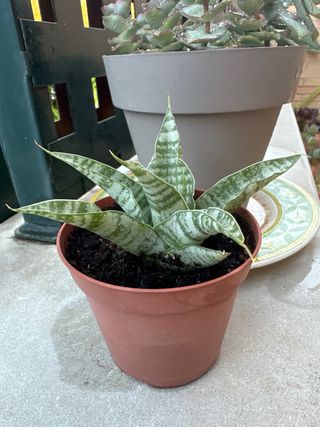 Sansevieria 'Tough Lady'