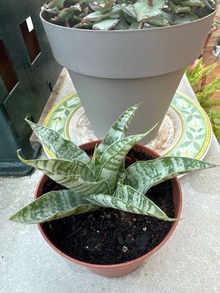 Sansevieria 'Tough Lady'