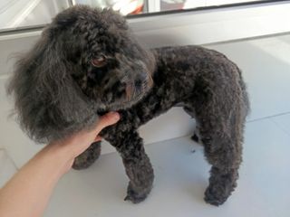 Peluquero Canino