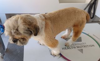 Peluquero Canino