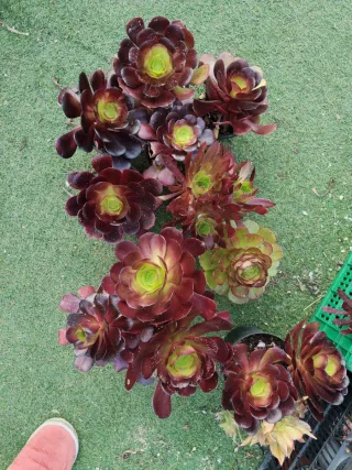 Lote Suculentas Aeonium