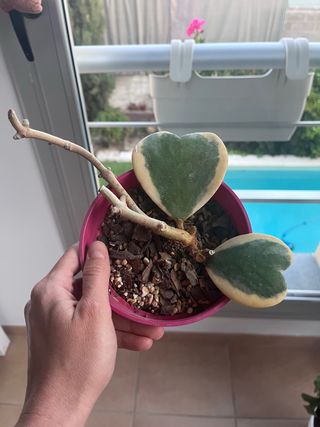 Hoya Kerrii Variegata Corazón