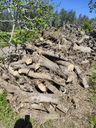 Leña de olivo para chimenea