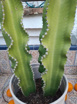 Cactus Candelabro con Maceta Blanca