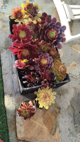 Lote de Suculentas Aeonium Variadas para Ylenia