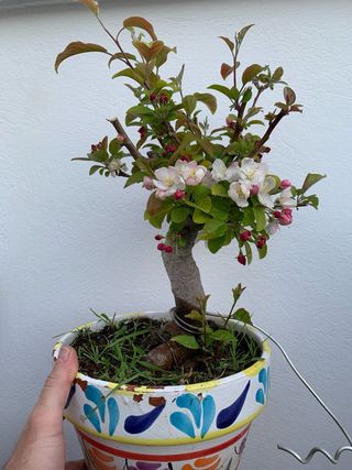 Manzano bonsai en flor