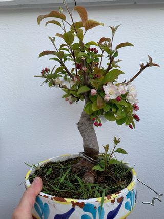 Manzano bonsai en flor
