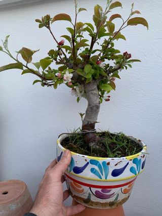 Manzano bonsai en flor