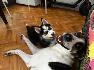 Adiestrador Canino