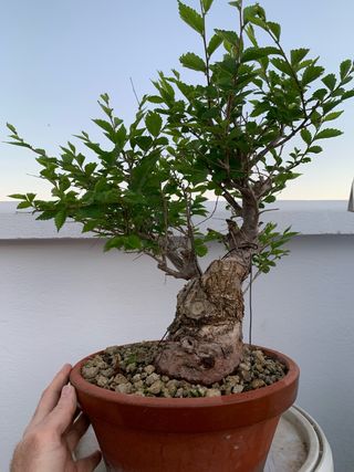 Olmo bonsai