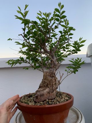Olmo bonsai