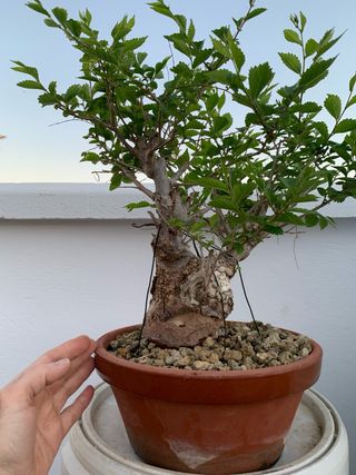 Olmo bonsai