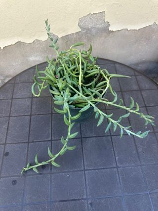 Senecio planta colgante