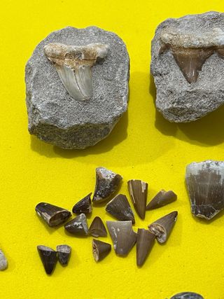 Colección de Fósiles de Calidad