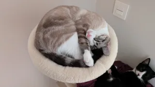 Torre Rascador para Gatos
