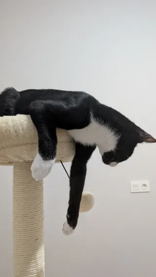 Torre Rascador para Gatos